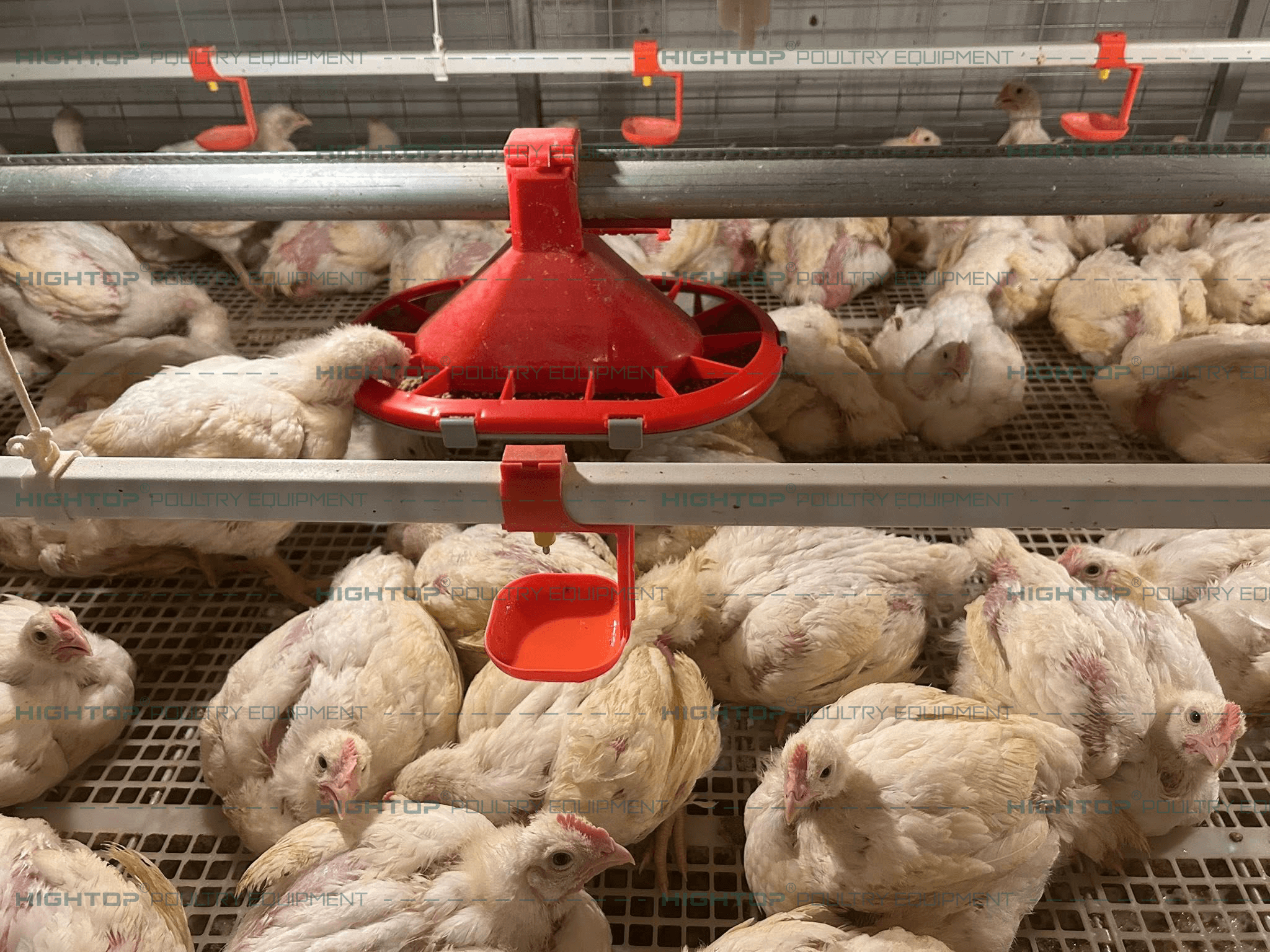 Broiler Chicken Houses