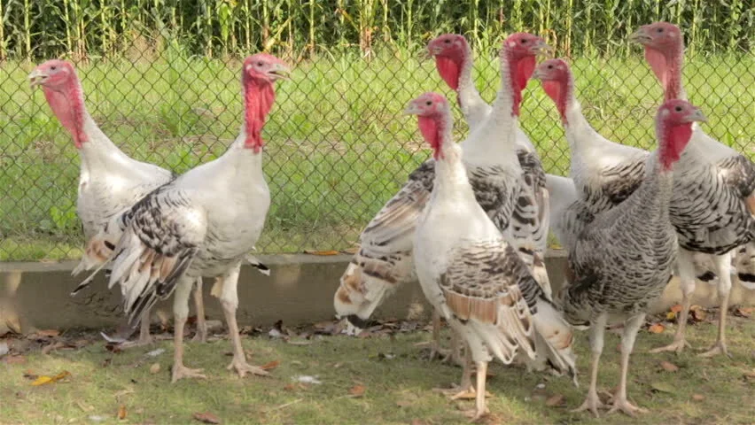 Turkey Pen